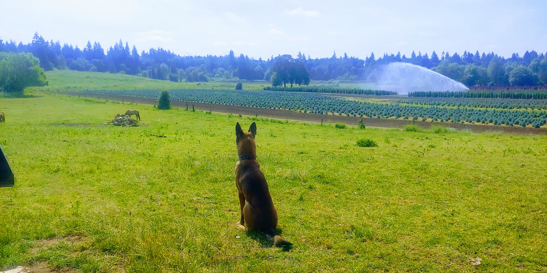 Pacific Northwest Green Pastures